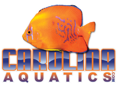 Carolina Aquatics Open House