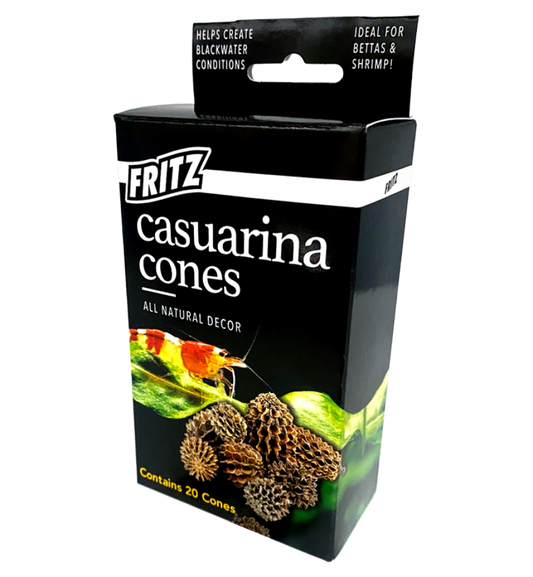 Casuarina Cones